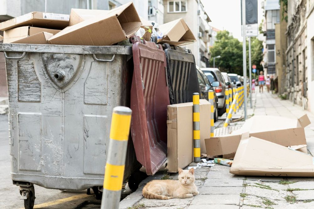 A cat sitting on a garbage can, highlighting a clean-out service in Jacksonville, FL.
